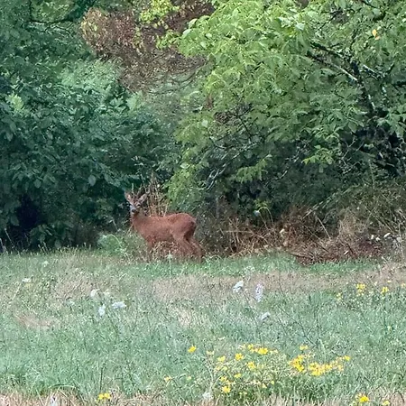 Domaine Le Verger Kleinschalige Met Groot Zwembad En Buitenkeuken Panzió 3*
